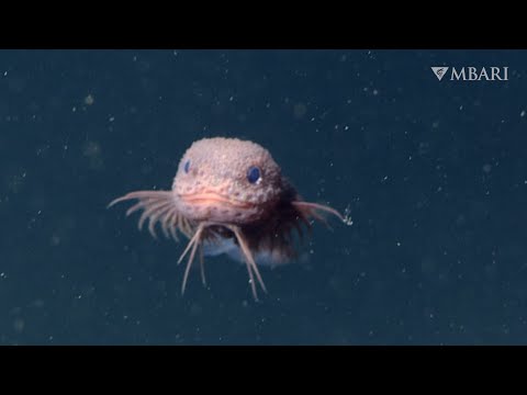 Fluff der Woche (110) lyteCache.php?origThumbUrl=https%3A%2F%2Fi.ytimg.com%2Fvi%2Fhwsl-ebVVoU%2Fhqdefault 