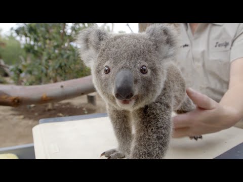 Koala-Baby-Wiegen lyteCache.php?origThumbUrl=https%3A%2F%2Fi.ytimg.com%2Fvi%2Fi1V8Rt5sq4A%2Fhqdefault 