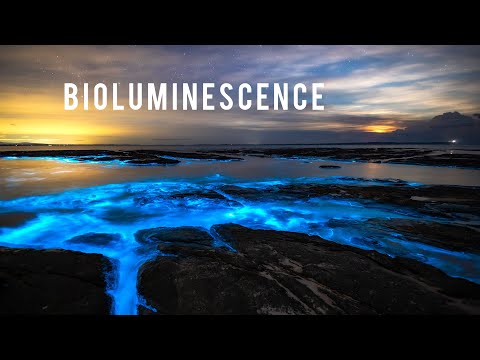 Exotische Biolumineszenz in Australien lyteCache.php?origThumbUrl=https%3A%2F%2Fi.ytimg.com%2Fvi%2FiD_6d2yN3g0%2Fhqdefault 