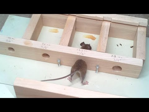 Wie klein kann ein Loch sein, damit eine Maus noch durchpasst? lyteCache.php?origThumbUrl=https%3A%2F%2Fi.ytimg.com%2Fvi%2FiGXYZwZEZa0%2Fhqdefault 