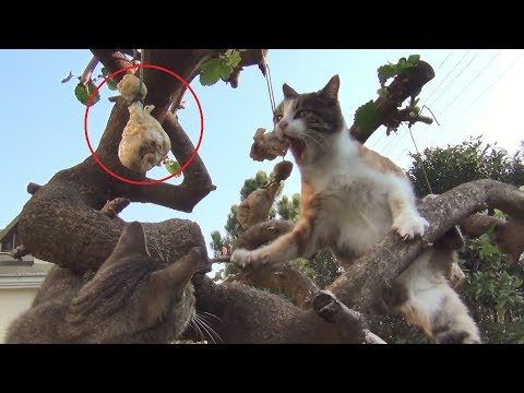 Nur ein paar Katzen und am Baum hängende Hähnchenkeulen lyteCache.php?origThumbUrl=https%3A%2F%2Fi.ytimg.com%2Fvi%2FiKCuxACGiYY%2Fhqdefault 
