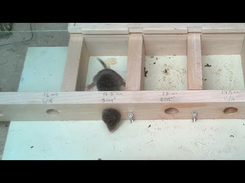 Wie klein kann ein Loch sein, damit eine Maus noch durchpasst? lyteCache.php?origThumbUrl=https%3A%2F%2Fi.ytimg.com%2Fvi%2FifCgW1Q_rto%2Fhqdefault 