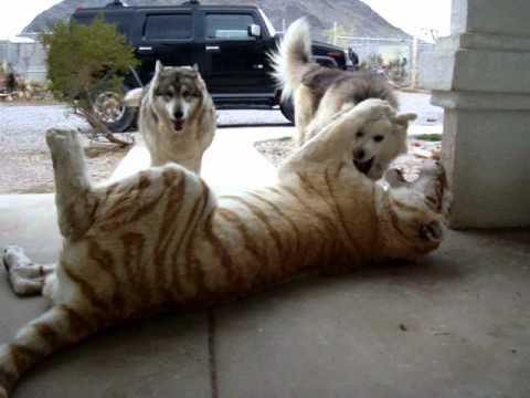 Schluss mit süß: Hunde tollen mit Tiger herum lyteCache.php?origThumbUrl=https%3A%2F%2Fi.ytimg.com%2Fvi%2FigQRWZJklIo%2Fhqdefault 