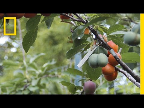 Ein Baum, 40 Fruchtarten lyteCache.php?origThumbUrl=https%3A%2F%2Fi.ytimg.com%2Fvi%2Fik3l4U_17bI%2Fhqdefault 