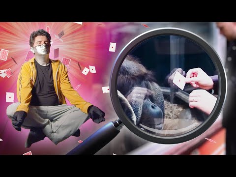 Captain Disillusion erklärt den Orang-Utan-Kartentrick lyteCache.php?origThumbUrl=https%3A%2F%2Fi.ytimg.com%2Fvi%2Fj6tbG6b6xRg%2Fhqdefault 