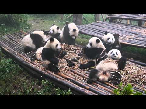 Pandas machen Frühstück lyteCache.php?origThumbUrl=https%3A%2F%2Fi.ytimg.com%2Fvi%2FjCEF4Qes2Tg%2Fhqdefault 