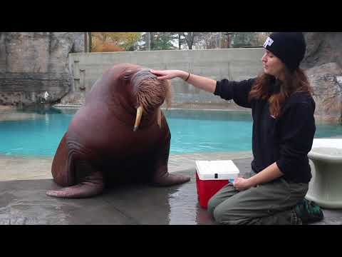 Walrosse können Pfeifen und viele andere Töne von sich geben lyteCache.php?origThumbUrl=https%3A%2F%2Fi.ytimg.com%2Fvi%2FjI9tSvkuVQQ%2Fhqdefault 