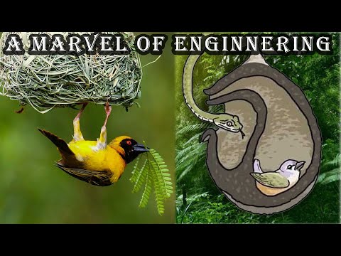 Wie der Bayaweber ein hängendes Nest baut lyteCache.php?origThumbUrl=https%3A%2F%2Fi.ytimg.com%2Fvi%2FjNmgmToKjps%2Fhqdefault 