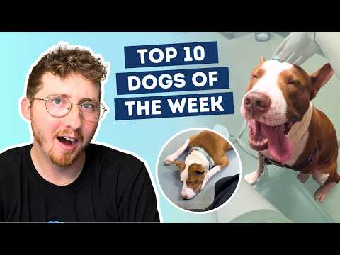 Fluff der Woche (97) lyteCache.php?origThumbUrl=https%3A%2F%2Fi.ytimg.com%2Fvi%2FkopicQGm8qI%2Fhqdefault 