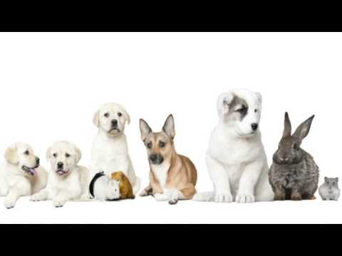 Uhren aus Hunde- und Katzenfell lyteCache.php?origThumbUrl=https%3A%2F%2Fi.ytimg.com%2Fvi%2FkyDXKZmx0LI%2F0 