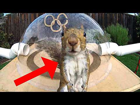 Eichhörnchen-Hindernisparcour Nr. 3 von Mark Rober lyteCache.php?origThumbUrl=https%3A%2F%2Fi.ytimg.com%2Fvi%2Flg5wznn3IBE%2Fhqdefault 