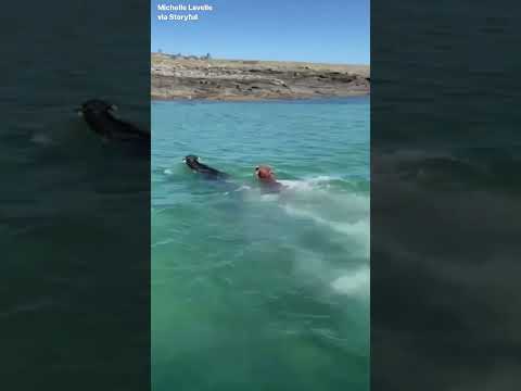 Fluff der Woche (111) lyteCache.php?origThumbUrl=https%3A%2F%2Fi.ytimg.com%2Fvi%2Fm12mB3_6suw%2Fhqdefault 