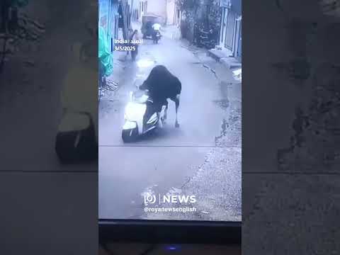 Fluff der Woche (92) lyteCache.php?origThumbUrl=https%3A%2F%2Fi.ytimg.com%2Fvi%2FmIB2Bn926ms%2Fhqdefault 