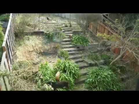 Timelapse-Video zeigt, wie Ziegen in 6 Tagen einen Garten wegfuttern lyteCache.php?origThumbUrl=https%3A%2F%2Fi.ytimg.com%2Fvi%2FmPvn4XMUTHU%2Fhqdefault 