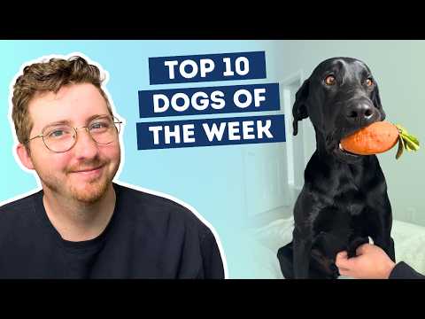 Fluff der Woche (99) lyteCache.php?origThumbUrl=https%3A%2F%2Fi.ytimg.com%2Fvi%2FmQZ3GU1FjiY%2Fhqdefault 