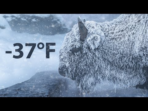 Winter im Yellowstone National Park lyteCache.php?origThumbUrl=https%3A%2F%2Fi.ytimg.com%2Fvi%2FmzkMDrLhIpE%2Fhqdefault 