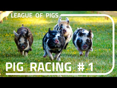 Schweine-Wettrennen lyteCache.php?origThumbUrl=https%3A%2F%2Fi.ytimg.com%2Fvi%2FnyrNPl6JXWU%2Fhqdefault 