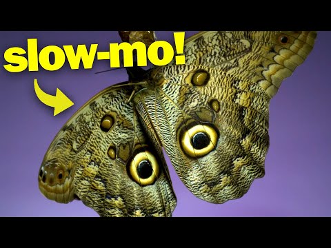 Fliegende Schmetterlinge in Superzeitlupe lyteCache.php?origThumbUrl=https%3A%2F%2Fi.ytimg.com%2Fvi%2FnzU2WPOBaAI%2Fhqdefault 