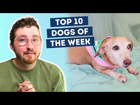 Fluff der Woche (106) lyteCache.php?origThumbUrl=https%3A%2F%2Fi.ytimg.com%2Fvi%2FoO1088Jf44c%2F0 