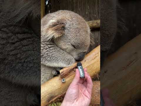 Fluff der Woche (103) lyteCache.php?origThumbUrl=https%3A%2F%2Fi.ytimg.com%2Fvi%2Fo_k9-lupj74%2F0 