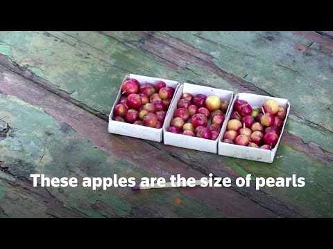 Winzig kleine Mini-Äpfel sollen Winterfrost überstehen lyteCache.php?origThumbUrl=https%3A%2F%2Fi.ytimg.com%2Fvi%2Fop-Ppdbyftc%2Fhqdefault 