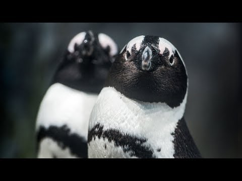 Pinguine, Otter und Co. live per Webcam-Stream sehen lyteCache.php?origThumbUrl=https%3A%2F%2Fi.ytimg.com%2Fvi%2Fp9SjR0VNQZY%2Fhqdefault_live 