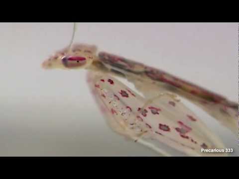 Transparente Gottesanbeterin isst Fliege lyteCache.php?origThumbUrl=https%3A%2F%2Fi.ytimg.com%2Fvi%2FpuQTJHb0eg0%2Fhqdefault 