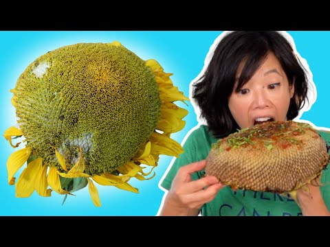 Wie man den Kopf einer Sonnenblume essen kann lyteCache.php?origThumbUrl=https%3A%2F%2Fi.ytimg.com%2Fvi%2FpycGP17TYAU%2Fhqdefault 
