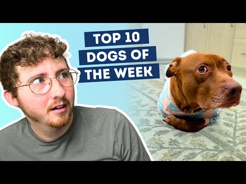 Fluff der Woche (95) lyteCache.php?origThumbUrl=https%3A%2F%2Fi.ytimg.com%2Fvi%2FqV451N4pJHQ%2Fhqdefault 