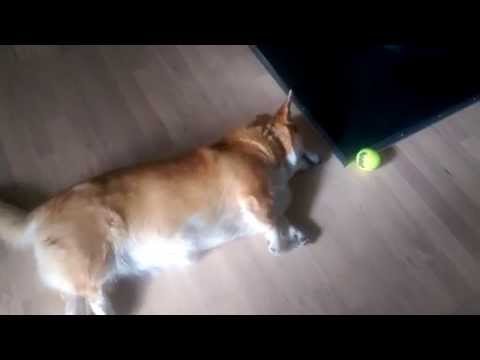 Der Inbegriff des faulen Hundes lyteCache.php?origThumbUrl=https%3A%2F%2Fi.ytimg.com%2Fvi%2Fs9whboz1ceU%2F0 