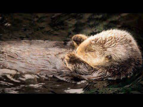 Pinguine, Otter und Co. live per Webcam-Stream sehen lyteCache.php?origThumbUrl=https%3A%2F%2Fi.ytimg.com%2Fvi%2FseIooitd85w%2Fhqdefault 