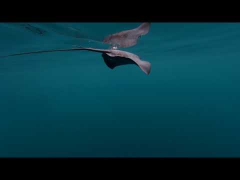 Montagsgefühle lyteCache.php?origThumbUrl=https%3A%2F%2Fi.ytimg.com%2Fvi%2Fswp0SIP-hEs%2F0 