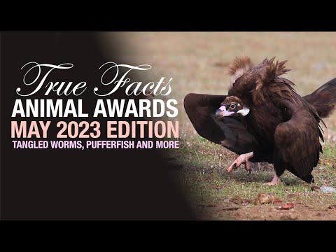 Ze Franks True Facts Animal Awards Mai 2023 lyteCache.php?origThumbUrl=https%3A%2F%2Fi.ytimg.com%2Fvi%2FtEv23nApEog%2Fhqdefault 
