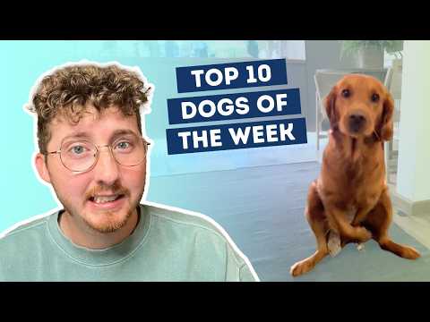 Fluff der Woche (65) lyteCache.php?origThumbUrl=https%3A%2F%2Fi.ytimg.com%2Fvi%2FtG2D0iQkGPw%2F0 