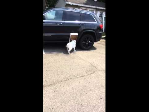 Ein Hund und sein Karton gegen den Rest der Welt lyteCache.php?origThumbUrl=https%3A%2F%2Fi.ytimg.com%2Fvi%2FtGiKYlN0pDM%2Fhqdefault 