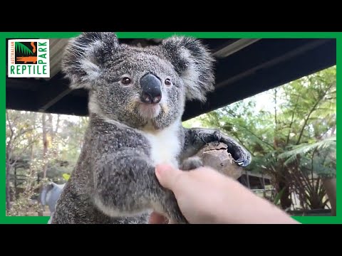 Durch einen australischen Zoo Händeschütteln lyteCache.php?origThumbUrl=https%3A%2F%2Fi.ytimg.com%2Fvi%2Fu7HyeNike80%2F0 