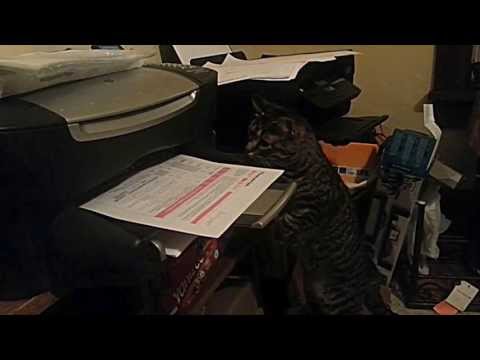 Katze benötigt ganz dringend Ausdruck für Business-Termin lyteCache.php?origThumbUrl=https%3A%2F%2Fi.ytimg.com%2Fvi%2Fua4nDQ-IGbY%2Fhqdefault 