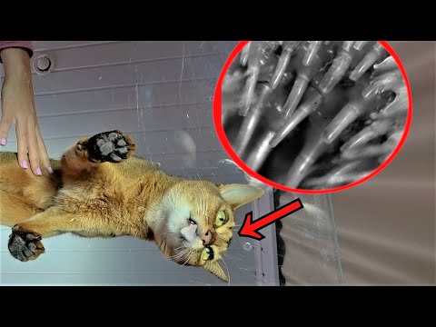 Zeitlupen-Nahaufnahme einer Katzenzunge lyteCache.php?origThumbUrl=https%3A%2F%2Fi.ytimg.com%2Fvi%2FuwIFcCCl8BM%2Fhqdefault 