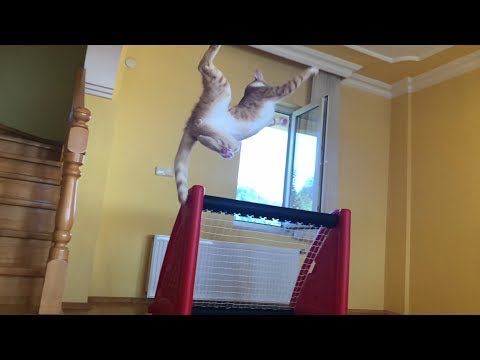 Nur eine Torhüter-Katze, die ihren Kasten sauber hält lyteCache.php?origThumbUrl=https%3A%2F%2Fi.ytimg.com%2Fvi%2Fv-6Ljyp3HuQ%2Fhqdefault 
