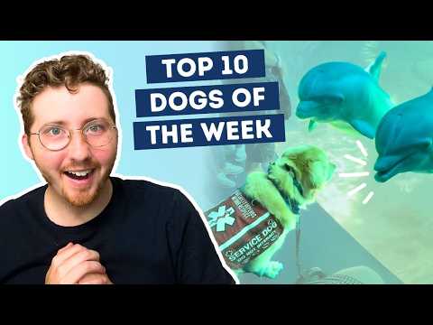 Fluff der Woche (100) lyteCache.php?origThumbUrl=https%3A%2F%2Fi.ytimg.com%2Fvi%2FvhcfF1m6iCY%2Fhqdefault 