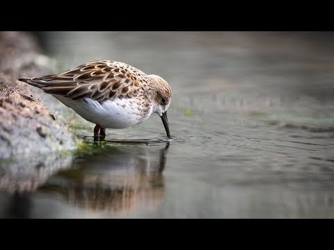 Pinguine, Otter und Co. live per Webcam-Stream sehen lyteCache.php?origThumbUrl=https%3A%2F%2Fi.ytimg.com%2Fvi%2FwxPxYPl24z0%2Fhqdefault_live 