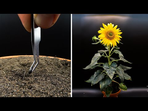 Aufwachsen einer Sonnenblume im Timelapse-Video lyteCache.php?origThumbUrl=https%3A%2F%2Fi.ytimg.com%2Fvi%2Fx5mHzwEOpp4%2Fhqdefault 