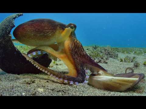 Fluff der Woche (113) lyteCache.php?origThumbUrl=https%3A%2F%2Fi.ytimg.com%2Fvi%2FxZdo4gT4qWg%2Fhqdefault 