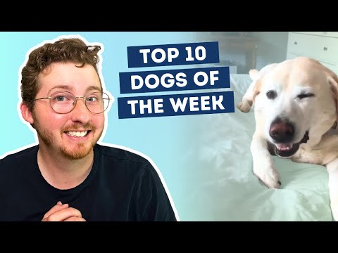 Fluff der Woche (105) lyteCache.php?origThumbUrl=https%3A%2F%2Fi.ytimg.com%2Fvi%2FyPcJ3PONT6o%2Fhqdefault 