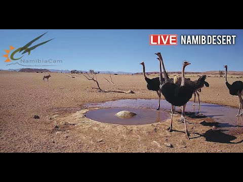 Live-Stream zu einem Wasserloch in der Wüste Namibias lyteCache.php?origThumbUrl=https%3A%2F%2Fi.ytimg.com%2Fvi%2FydYDqZQpim8%2Fhqdefault_live 