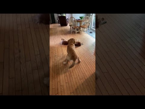 Montagsgefühle lyteCache.php?origThumbUrl=https%3A%2F%2Fi.ytimg.com%2Fvi%2FygTlMDcfZM4%2F0 