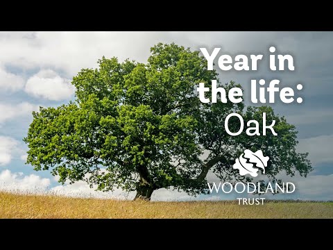 Baum-Timelapse: Das Jahr einer Eiche in 15 Sekunden lyteCache.php?origThumbUrl=https%3A%2F%2Fi.ytimg.com%2Fvi%2FzdKYWiVy9FY%2Fhqdefault 