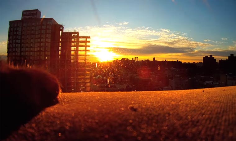 Von Katzen erstelltes Video: Cat Diaries catdiaries 