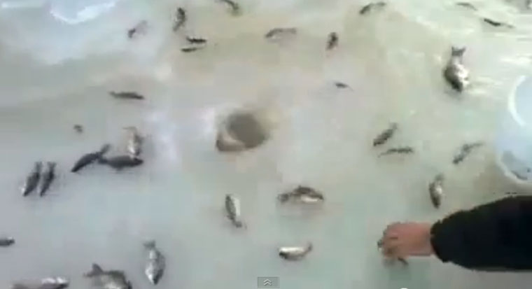 In Russia fish comes to you
