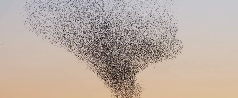 Ballett eines Vogelschwarms  vogel-Ballett 